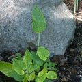 Ziestblättrige Teufelskralle - Phyteuma betonicifolium Vill.