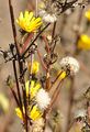Hawkweed Oxtongue - Picris hieracioides L.