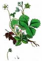 Erdbeer-Fingerkraut - Potentilla sterilis (L.) Garcke