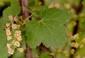 Red Currant - Ribes rubrum L.