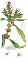 Ufer-Ampfer - Rumex maritimus L.