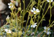Blaugrüner Steinbrech - Saxifraga caesia L.