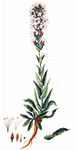 Klebrige Lichtnelke - Silene viscosa (L.) Pers. 