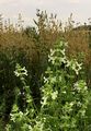 Einjähriger Ziest - Stachys annua (L.) L.