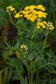 Tansy - Tanacetum vulgare L.