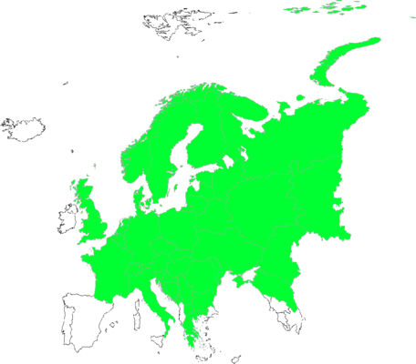 Alchemilla micans