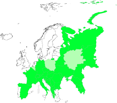 Polycnemum majus
