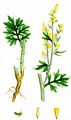 Wormwood - Artemisia absinthium L.