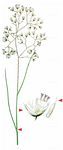 Draht-Schmiele - Avenella flexuosa (L.) Drejer 