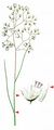 Wavy Hair-Grass - Avenella flexuosa (L.) Drejer