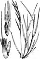 False Brome - Brachypodium sylvaticum (Huds.) P. Beauv.