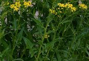 Warty-Cabbage - Bunias orientalis L.