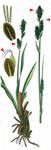 Starre Segge - Carex bigelowii Schwein. 