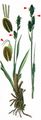 Stiff Sedge - Carex bigelowii Schwein.