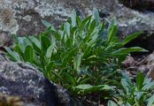 Bleicher Schöterich - Erysimum crepidifolium Rchb.