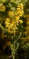 Echtes Labkraut - Galium verum L.