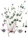 Long-Stalked Crane's-Bill - Geranium columbinum L.