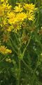 Marsh Ragwort - Jacobaea aquatica (Hill) G. Gaertn. & al.