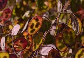 Honesty - Lunaria annua L.