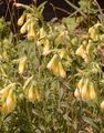 Sand Onosma - Onosma arenaria Waldst. & Kit.