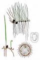 Pillwort - Pilularia globulifera L.