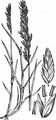Zusammengedrücktes Rispengras - Poa compressa L.