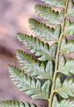 Hard Shield-Fern - Polystichum aculeatum (L.) Roth