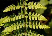 Soft Shield-Fern - Polystichum setiferum (Forssk.) Woyn.