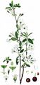 Dwarf Cherry - Prunus cerasus L.