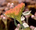 Roseroot - Rhodiola rosea L.