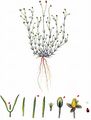 Annual Pearlwort - Sagina apetala Ard.