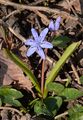 Donau-Blaustern - Scilla bifolia L.