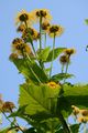 Yellow Oxeye - Telekia speciosa (Schreb.) Baumg.