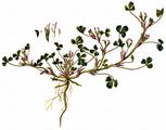Vogelfuß-Klee - Trifolium ornithopodioides L.
