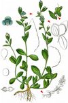 Thymian-Ehrenpreis - Veronica serpyllifolia L. 