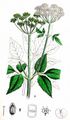 Giersch - Aegopodium podagraria L.