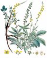 Fragrant Agrimony - Agrimonia procera Wallr.