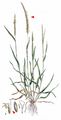 Black-Grass - Alopecurus myosuroides Huds.