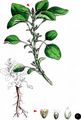 Tropical Amaranth - Amaranthus emarginatus Uline & W. L. Bray