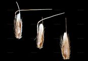 Alpen-Ruchgras - Anthoxanthum alpinum Á. Löve & D. Löve