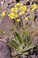 Buckler-Mustard - Biscutella laevigata L.