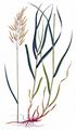 Hungarian Brome - Bromopsis inermis (Leyss.) Holub