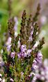 Besenheide - Calluna vulgaris (L.) Hull