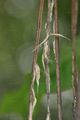 Indian-Bean-Tree - Catalpa bignonioides Walter
