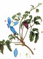 Alpine Clematis - Clematis alpina (L.) Mill.