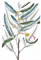 Oleaster - Elaeagnus angustifolia L.