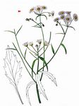Einjähriges Berufkraut - Erigeron annuus (L.) Desf. 