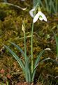 Snowdrop - Galanthus nivalis L.