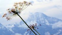 Breitblättriges Laserkraut - Laserpitium latifolium L.
