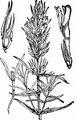 Field Cow-Wheat - Melampyrum arvense L.